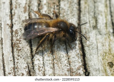 Natural closeup on female Large Sallow Mining Bee, Andrena apicata... specializing on collecting pollen of Willow, Salix, only. - Shutterstock ID 2228595113
