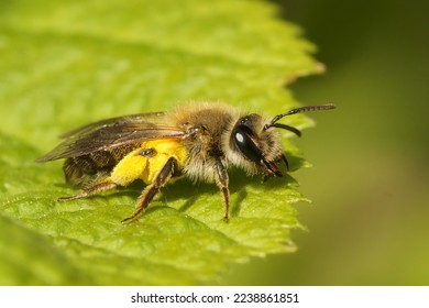 Natural closeup on a female Mellow miner, Andrena mitis loaded with yellow pollen form Willow , Salix shrubs - Shutterstock ID 2238861851
