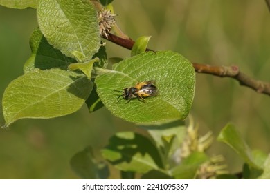 Natural closeup on a female Mellow miner solitary bee Andrena mitis loade with pollen on a Willow, Salix leaf - Shutterstock ID 2241095367