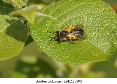 Natural closeup on a female Mellow miner solitary bee Andrena mitis loade with pollen on a Willow, Salix leaf - Shutterstock ID 2241125593