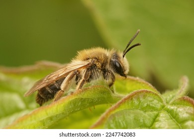 Natural closeup on a female Mellow miner solitary mining bee, Andrena mitis, sitting on top of a green leaf - Shutterstock ID 2247742083