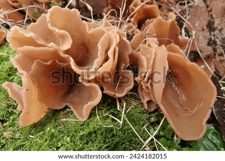 Natural closeup on a fresh lightbrown Bay cup mushroom, Peziza badia, pushing from the ground up