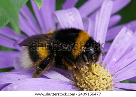 Natural closeup on a hairy colorful queen buff-tailed bumblebee , Bombus terrestris on a blue aster in the fall