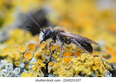 Natural closeup on a hairy male early flying small sallow mining bee Andrena praecox , sitting on wood - Shutterstock ID 2243251197