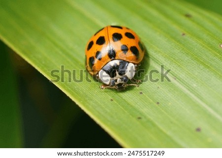 Similar – Image, Stock Photo Asian ladybug sitting on a bunch of snowberries/bunching peas