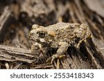 Natural closeup on a juvenile Western toad, Bufo or Anaxyrus boreas on wood in North California