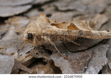 Natural closeup on the lightbrown Angle Shades owlet moth, Angle Shades sitting on wood