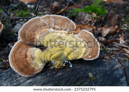 Natural closeup on a lightbrown colored gilled polypore or birch mazegill mushroom, Lenzites betulinus