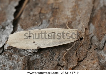 Natural closeup on a lightbrown dotted footman moth, Pelosia muscerda sitting on wood in the garden