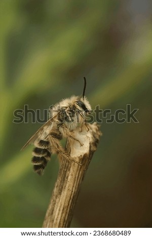 Natural closeup on a lightbrown fluffy male Pantaloon bee, Dasypoda hirtipes, sitting a twig