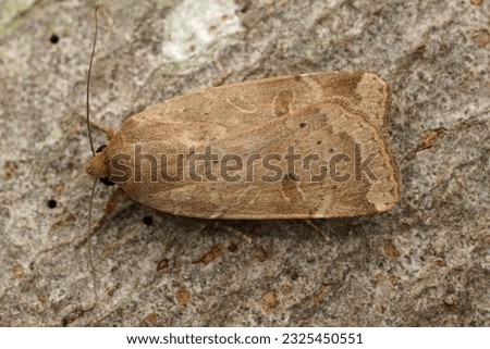 Natural Closeup on the lightbrown lesser yellow underwing owlet moth, Noctua comes