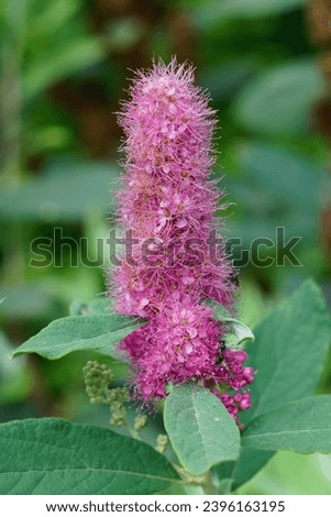 Natural closeup on a pink flowering hardhack steeplebush or Rose spirea, Spiraea douglasi in the summer