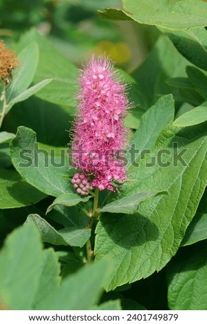 Natural closeup on a pink flowering hardhack steeplebush or Rose spirea, Spiraea douglasi in the summer
