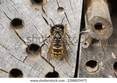 Natural closeup on a queen Common European paper wasp, Vespula vulgaris investigating a bee-hotel