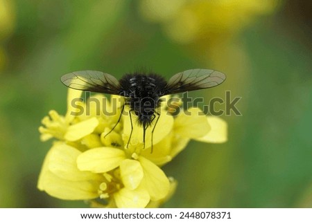 Natural closeup on the small black and whote bombylid bee fly, Bombylella atra on a yellow buttercup flower
