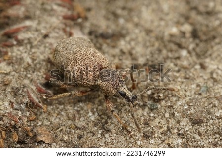 Natural closeup on a small lightbrown plant parasite weevil beetle, Otiorhynchus veterator on the ground