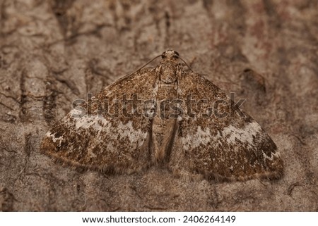 Natural closeup on the Small Rivulet geometer moth, Perizoma alchemillata