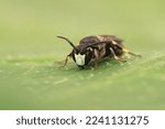 Natural closeup on a small White-jawed Yellow-face Bee, Hylaeus confusus sitting on a green leaf