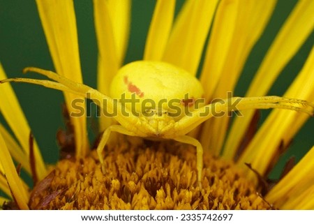 Natural close-up on a threatening yellow crab spider, Misumena vatia