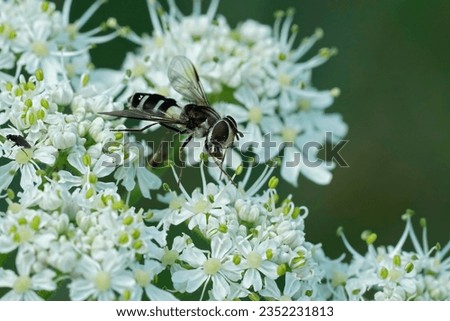 Natural closeup on an uncommon Dark-saddled Leucozona laternaria hoverfly on a white flower in the Austrian alps