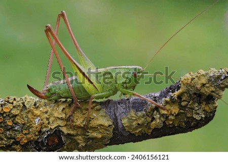 Natural closeup on an upland green bush-cricket, Tettigonia cantans sitting on a twig