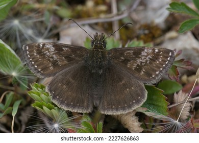 Natural closeup of the small brown Dingy skipper butterfly, Erynnis tages sitting on the ground - Shutterstock ID 2227626863