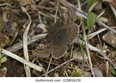 Natural closeup of the small brown Dingy skipper butterfly, Erynnis tages sitting on the ground - Shutterstock ID 2228026139