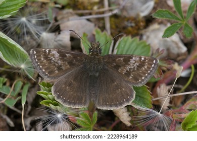 Natural closeup of the small brown Dingy skipper butterfly, Erynnis tages sitting on the ground - Shutterstock ID 2228964189