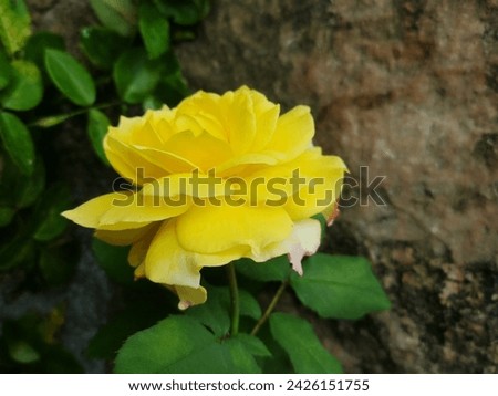 natural color rose flower no edit 