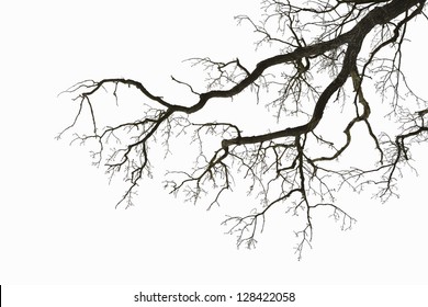 Natural color silhouette of a leafless tree against an overcast sky.