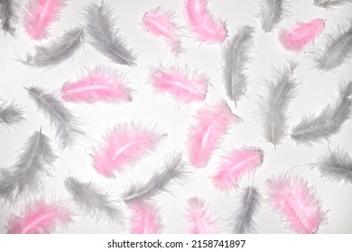 Natural colored in pink and gray feathers, flat lay top view on white