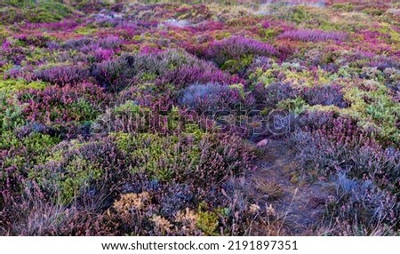 Natural colorful blooming heathland (moorland) - landscape detail. Purple late summer or autumn meadow - background. Cap Frehel, Brittany - France.