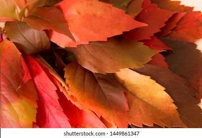 natural and colorful red yellow and brown autumn leaves detail