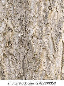 Natural Common Hackberry Bark Texture Background