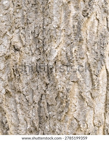 Natural Common Hackberry Bark Texture Background