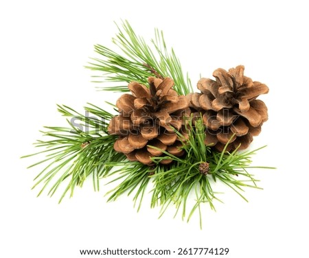 A natural composition of pine branches and cones, placed on a white background with shadow, perfect for New Year's themes.