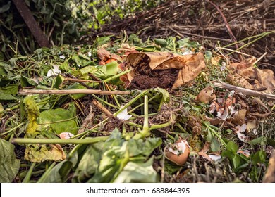 Natural Compost With Used Coffee Grounds