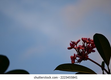 Natural Copy Space, Plumeria Flower With Blue Sky