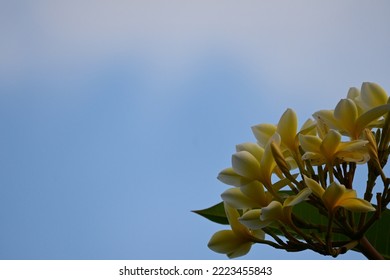 Natural Copy Space, Plumeria Flower With Blue Sky