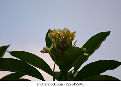 Natural Copy Space, Plumeria Flower With Blue Sky