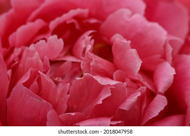Natural coral-colored background from a macro shot of peony petals (Lorelei, original Hollingsworth variety, 1996, USA) at the Flower Show