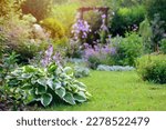 Natural cottage summer garden view in june or july. Hosta, clematis, nepeta (catmint) in full bloom. Curvy pathway.