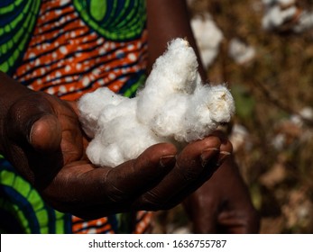 Natural Cotton On Hand, Togo Africa