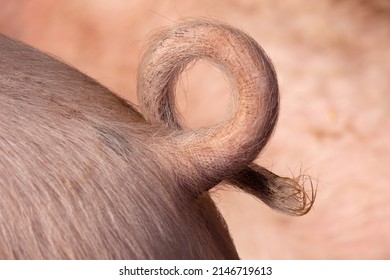 Natural curly hairly pigtail close up 