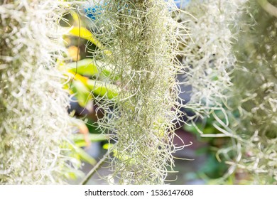 Natural 'curtain' formed by Spanish moss. Spanish moss close up. Grey natural background. Tillandsia usneoides nature blurred background. 
Tillandsia usneoides Is a plant in the pineapple family. - Powered by Shutterstock