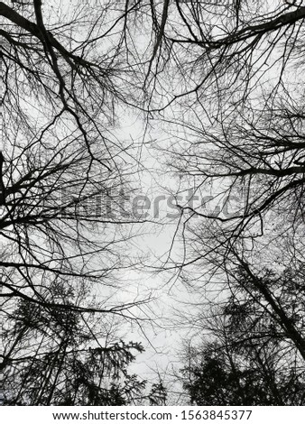 Image, Stock Photo Forest & Trees Environment