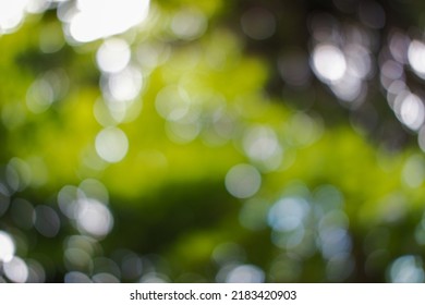 Natural Dark Green Bokeh Background