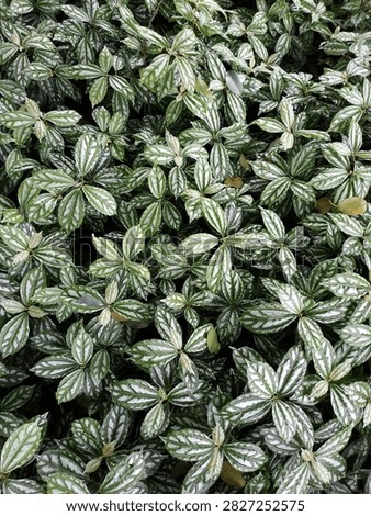 Natural design at its finest. Every leaf is a masterpiece.