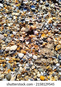 Natural Desktop Background Colorful Seashells On The Black Sea Beach