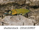 Natural detailed closeup on a colorful yellow metallic jewel beetle, Anthaxia hungarica sitting on wood